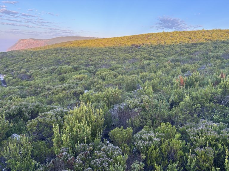 Fynbos selection