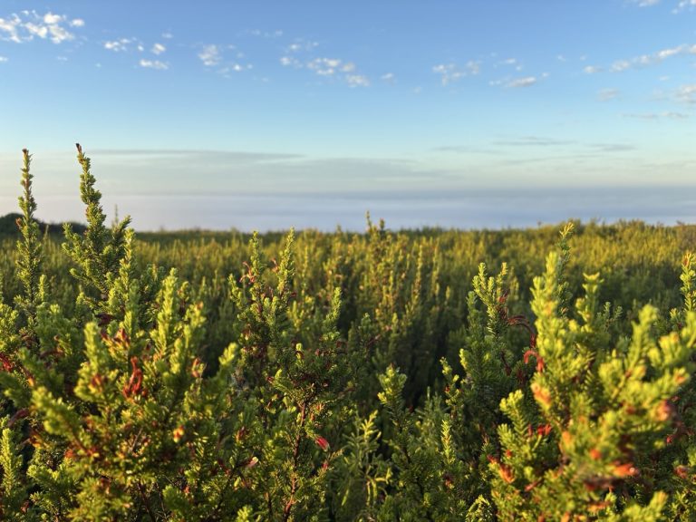 Fynbos selection