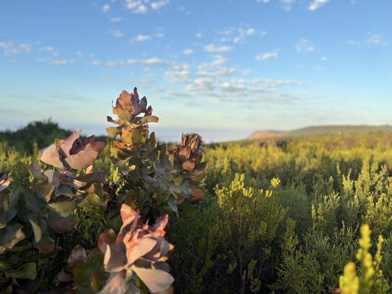Fynbos selection